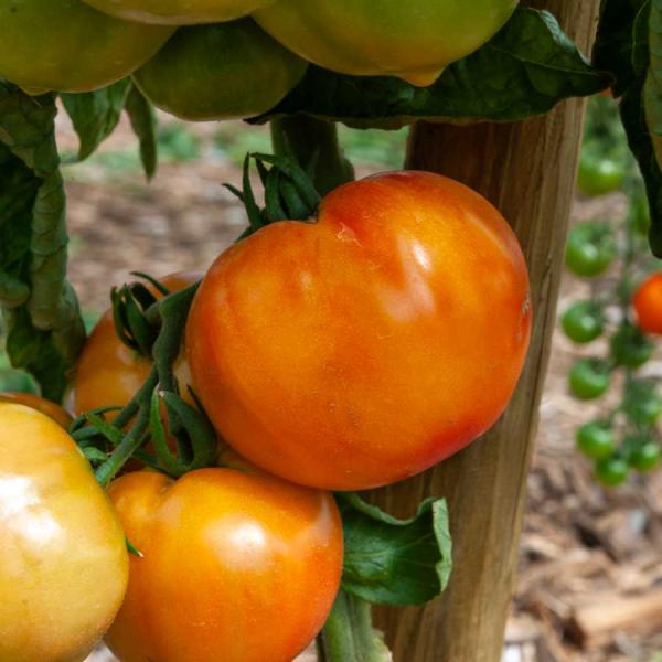 Potagères - Tomate Ananas - BIO - face recto